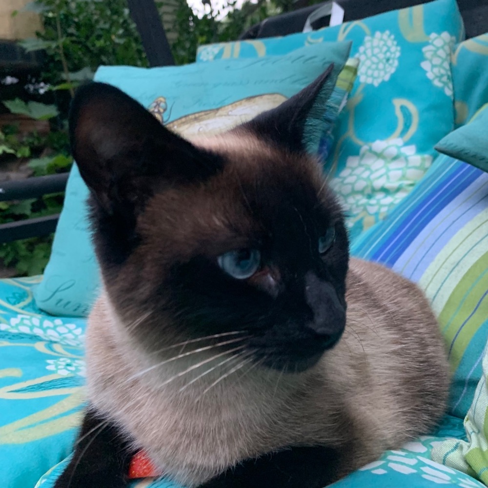 Meet your Posher, Sofia